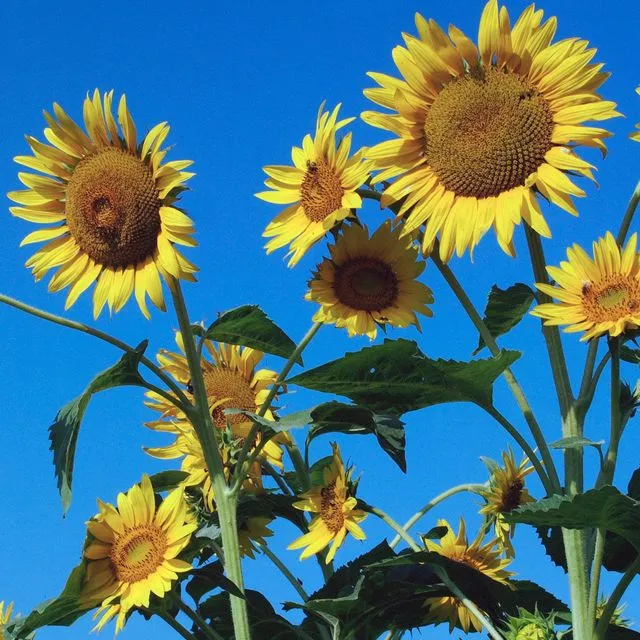 thumbnail for publication: Dove Fields in Florida (2025)